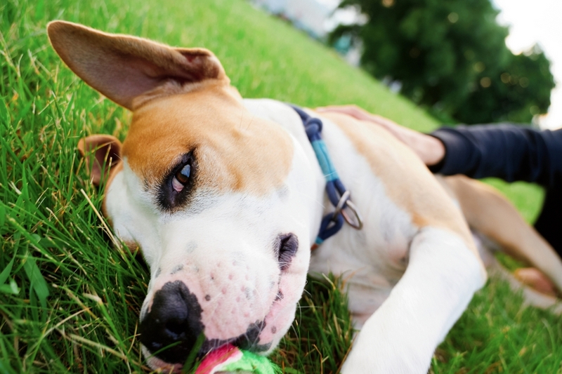 Владелец может повлиять на то, сколько может прожить американский бульдог