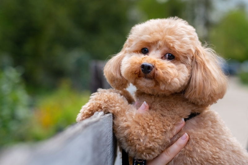 Пудель – порода собак для новичков