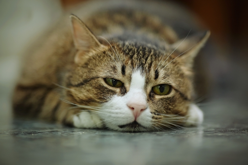 Особую опасность васкулит представляет для кошек со слабым иммунитетом