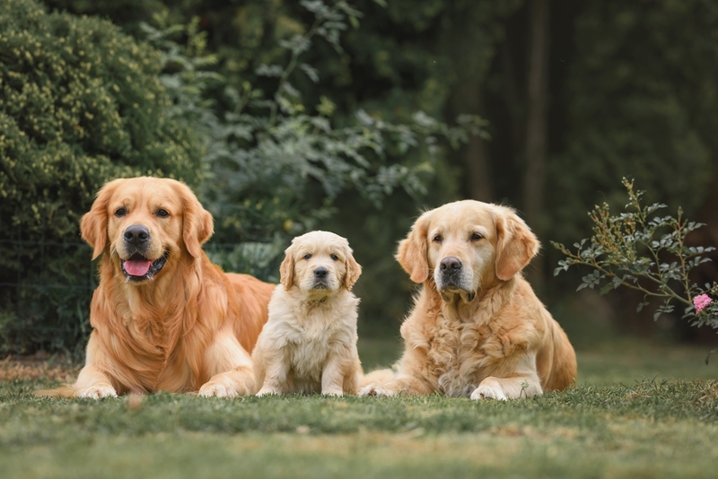 Породы ретриверов считаются довольно древними