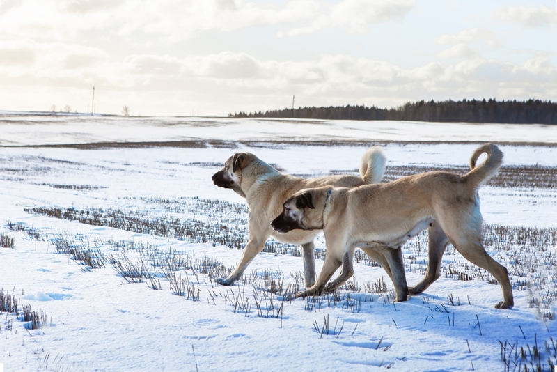Какой характер у алабая и кангала?