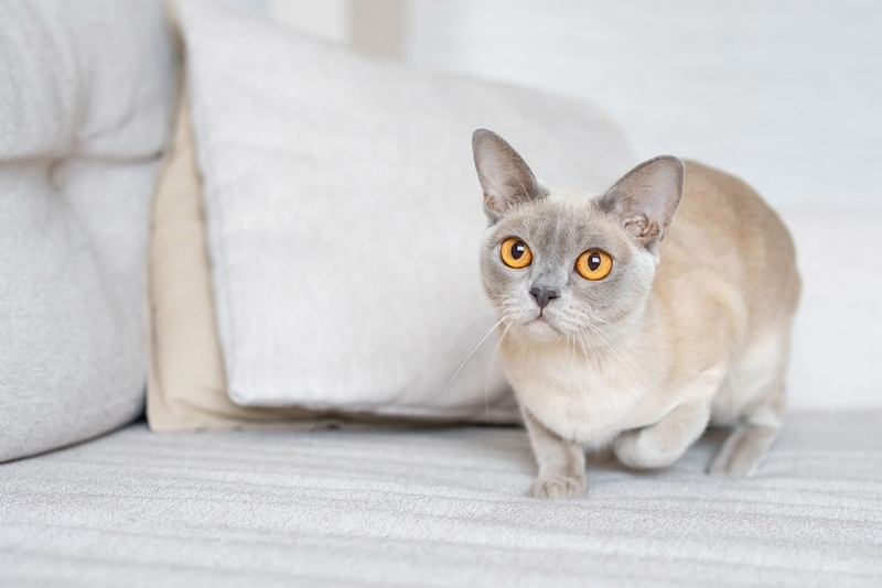 Болезнь бурманской кошки может проявляться снижением аппетита