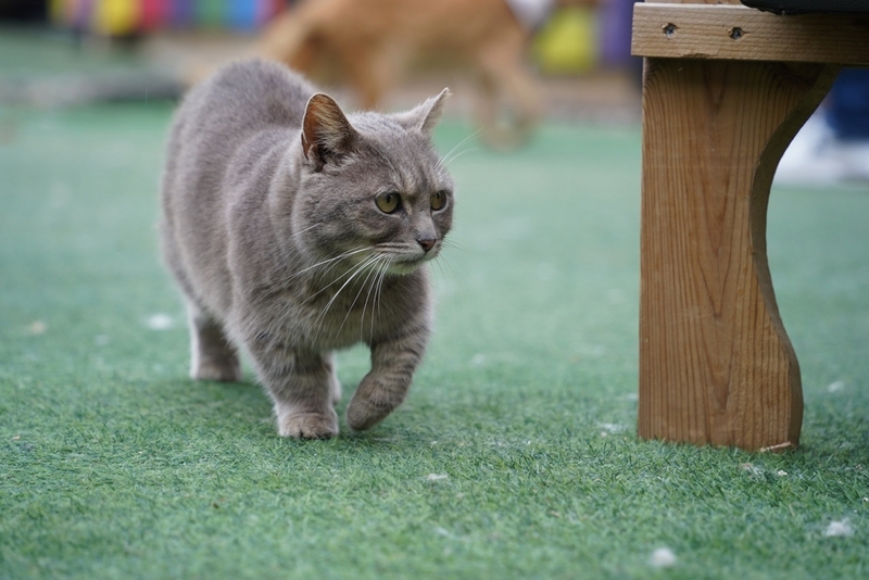 Продолжительность жизни манчкина считается довольно большой