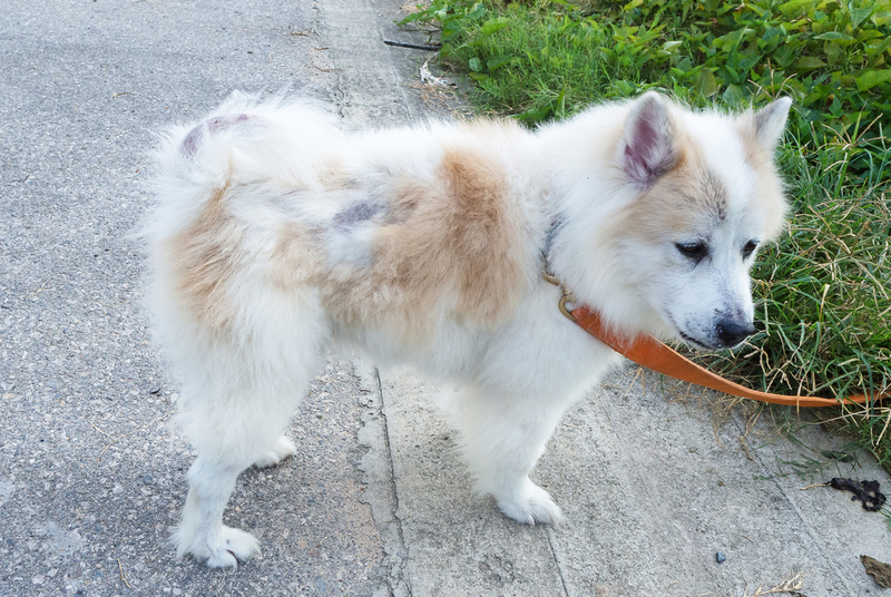 Проявления блошиного дерматита у собаки на спине