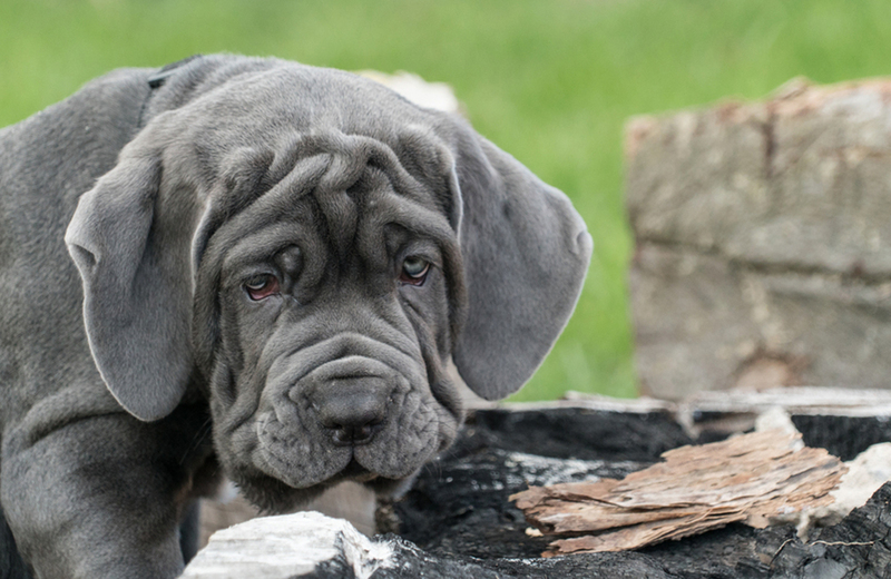 Мастино – собака с голубыми глазами