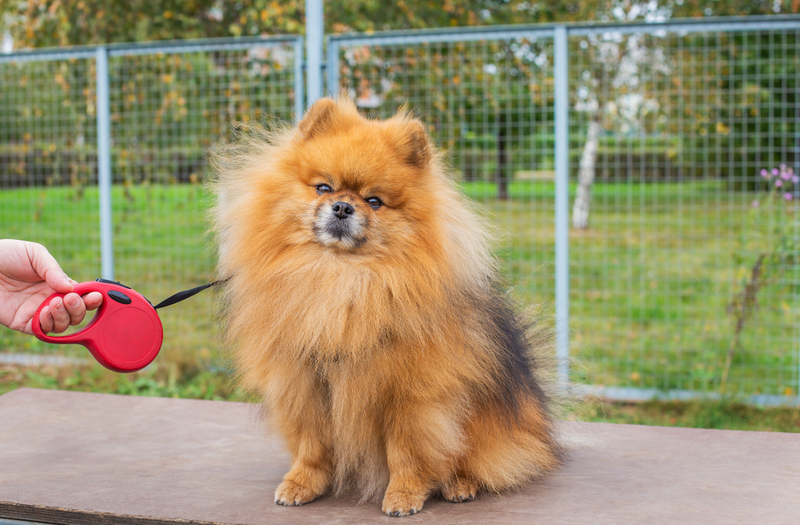 Вязка шпицев должна проходить по достижении питомцами зрелости