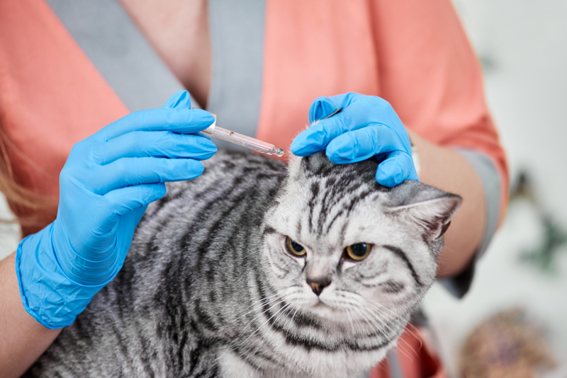 Если у кота гноится ухо, закапывать его нужно аккуратно