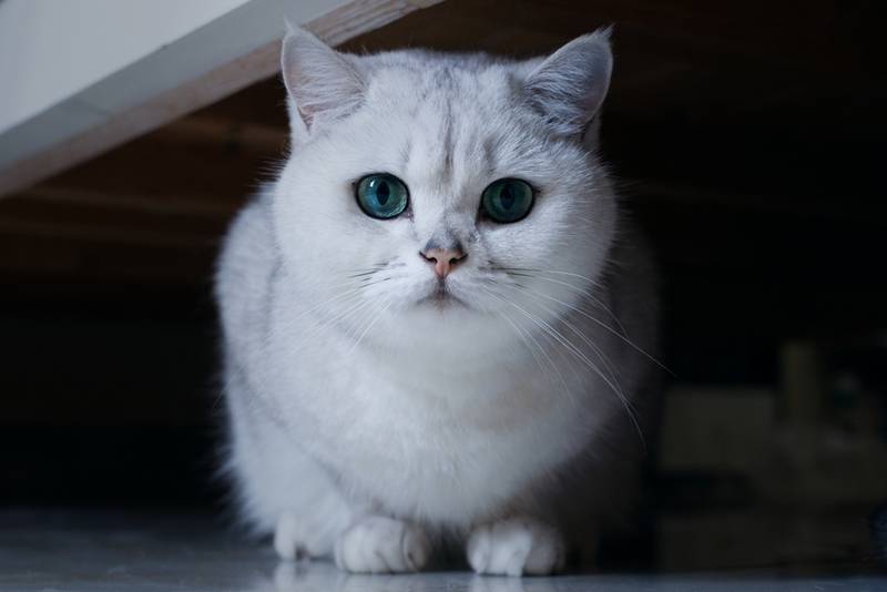 Сколько живут британские кошки и коты в домашних условиях:  продолжительность жизни британцев