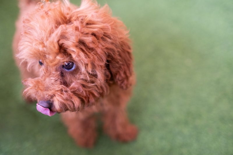 Какое питание необходимо коричневому пуделю?