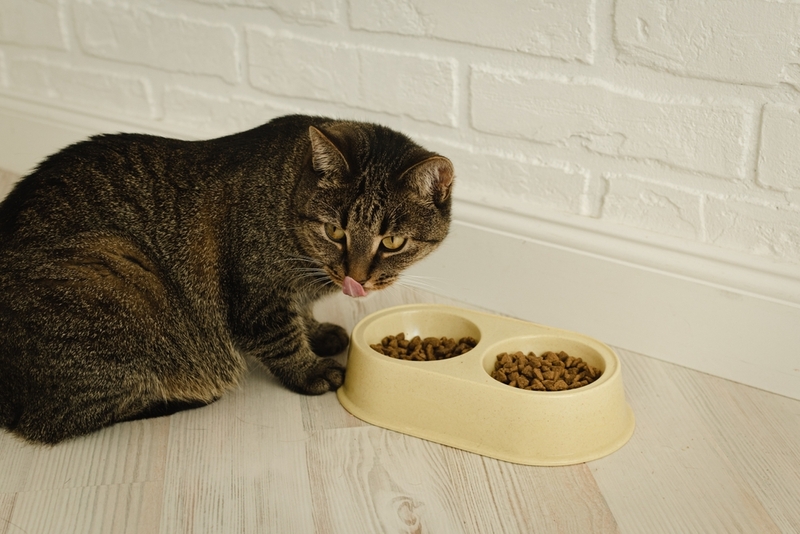 Пересмотр питания кошки входит в схему лечения ложной беременности