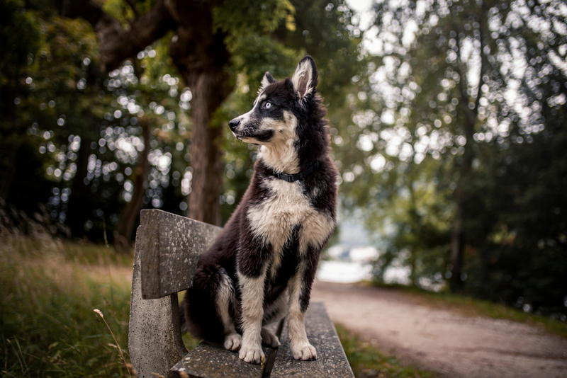 Это лайка или хаски?