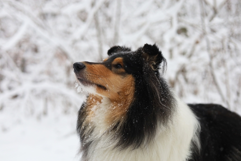 Овчарки, называемые колли, имеют длинную историю