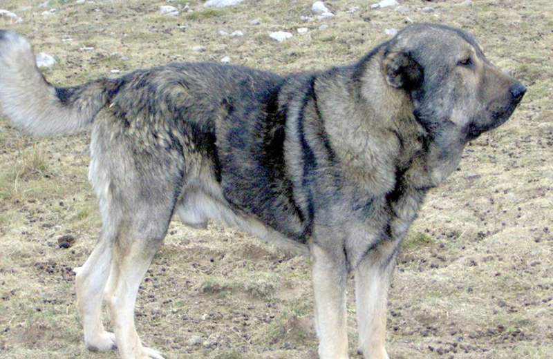 Порода греческий мастиф