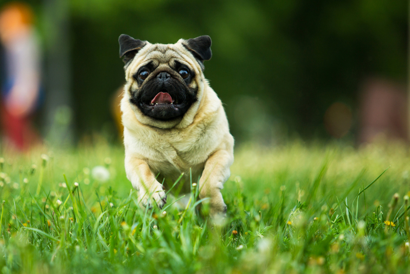 Первая течка у мопса говорит о половом созревании собаки