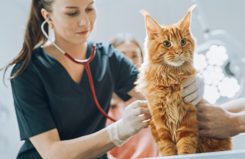 В уходе за мейн-куном очень важна профилактика болезней