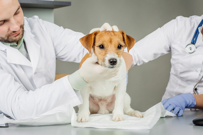 При дерматите у собаки поражаются передние лапы