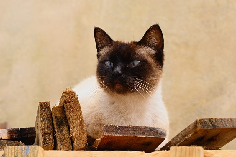 У сиамской кошки косоглазие считается нормой