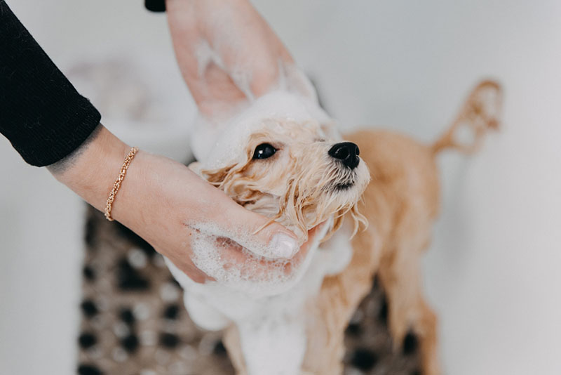 Для ухода за шерстью пуделя используют шампуни 