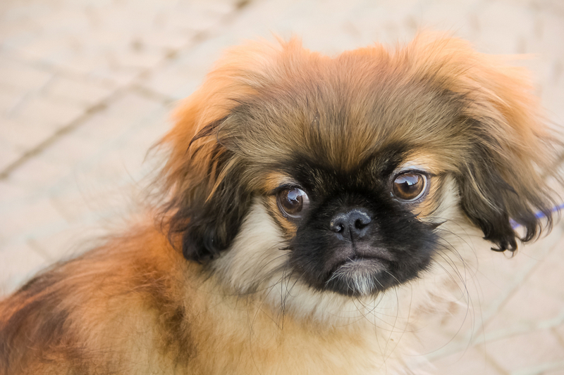 У пекинесов встречается болезнь, связанная со строением морды