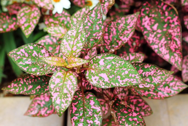 Гипоэстес считается неопасным для кошки растением