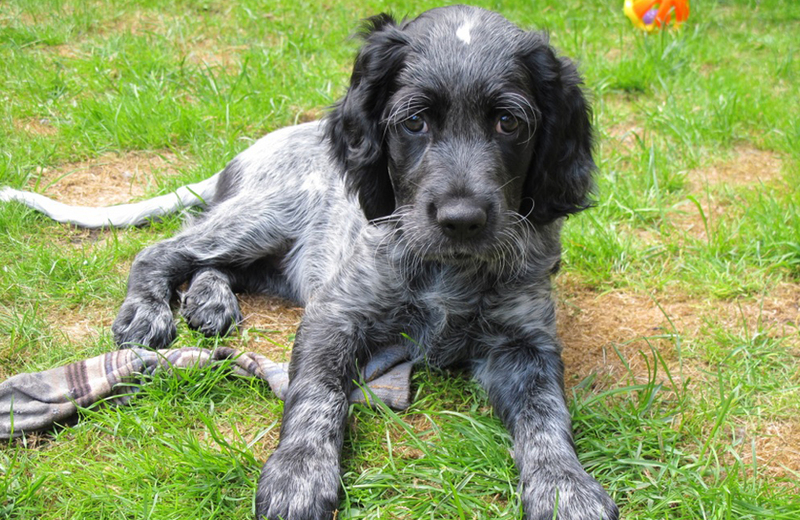 Щенок пятнистой собаки