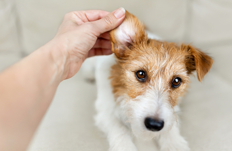 Причиной запаха собаки могут быть болезни ушей