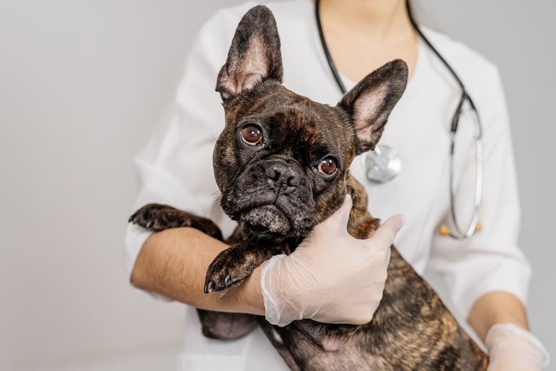 Если состояние собаки улучшается, значит, лечение эффективно