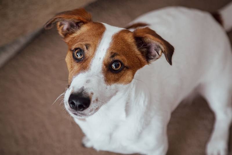 Важно знать, сколько весит джек-рассел-терьер