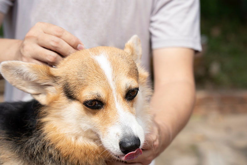после укуса собаки клещом первым делом следует правильно снять его
