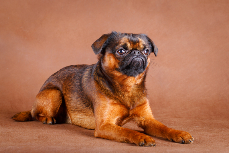 Можно сравнить, сколько прожил пти-брабансон и человек