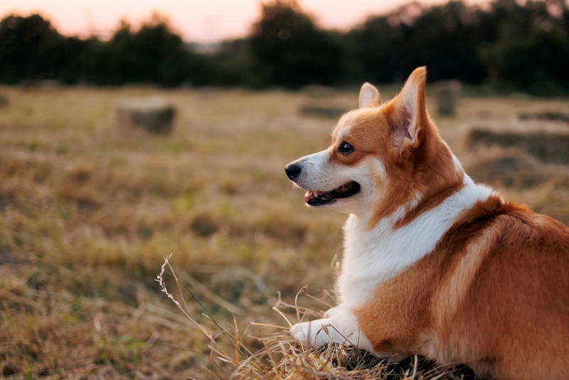 Перед вязкой корги нужно привить