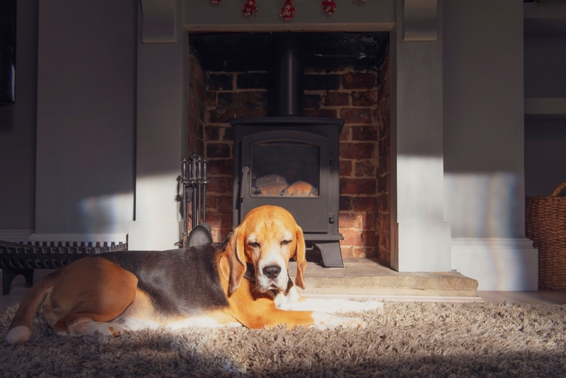 Как выявить аллергию на бигля?