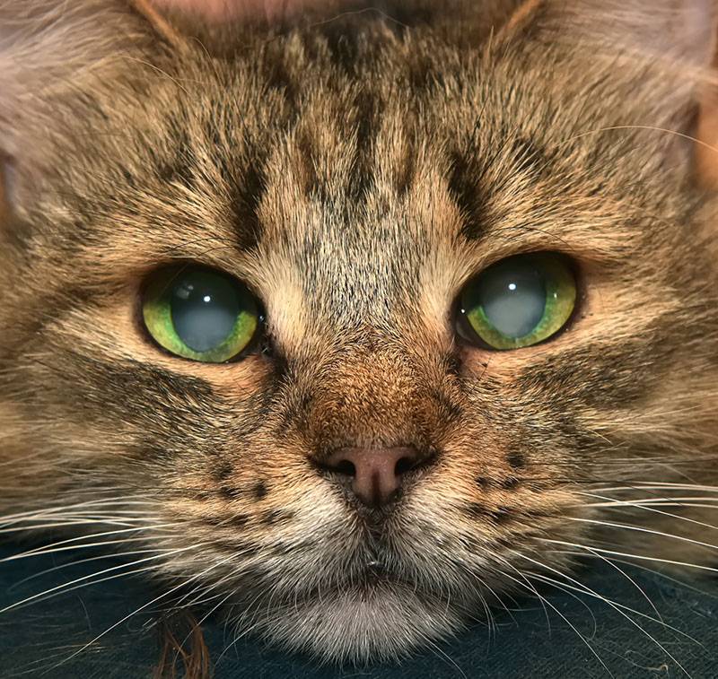 Катаракта глаза у кошек: симптомы и лечение