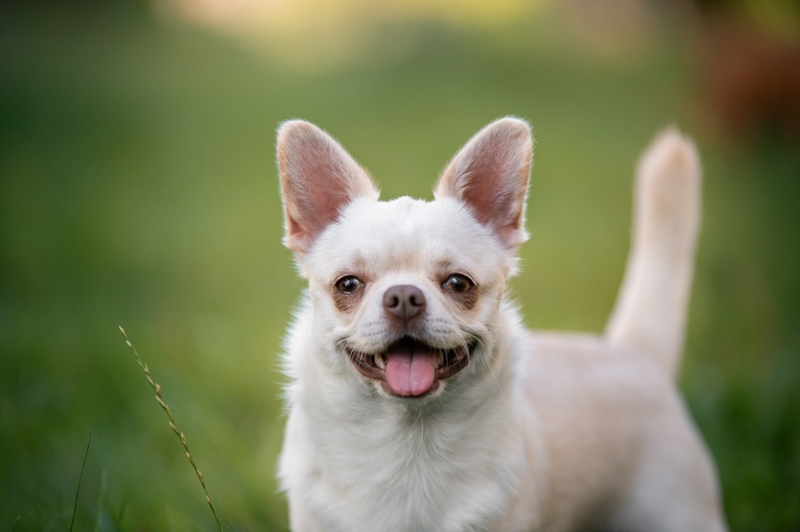 Беременность у чихуахуа может сопровождаться рвотой