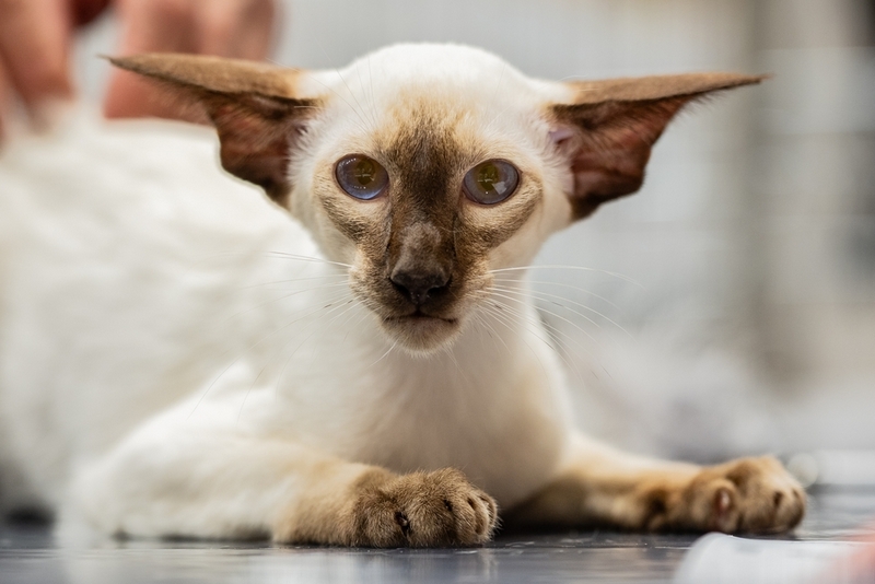 Вес ориентальной кошки может быть лишним