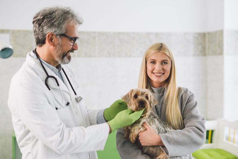 Отит ушей у собаки может быть первичным