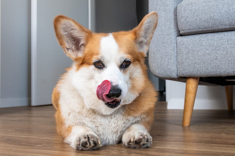 Беременность у корги длится несколько этапов