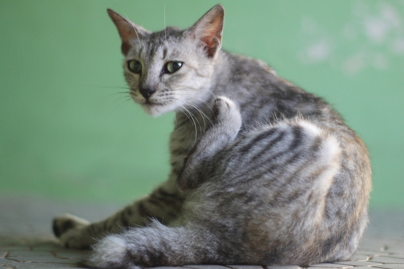 Стадий развития «экземы» у кошек несколько