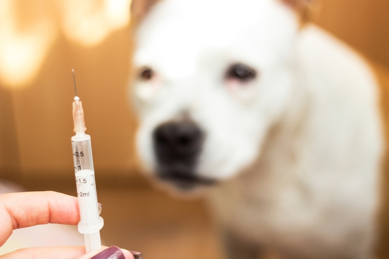 Лечение и неотложная помощь при послеродовой эклампсии у собак может включать уколы