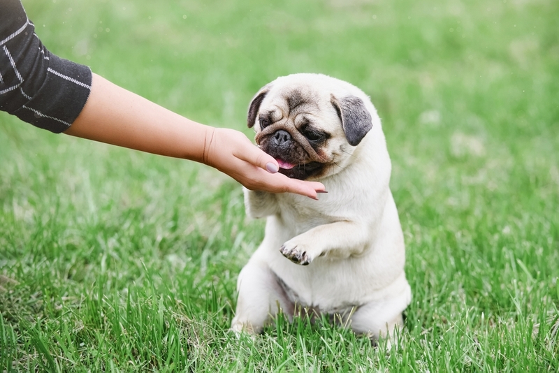 В чем отличие питания бульдога и мопса?