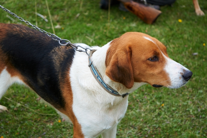 Эстонские гончие проживают три периода