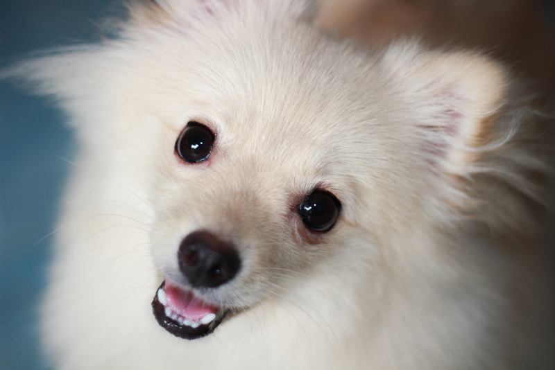 Фотография белого шпица