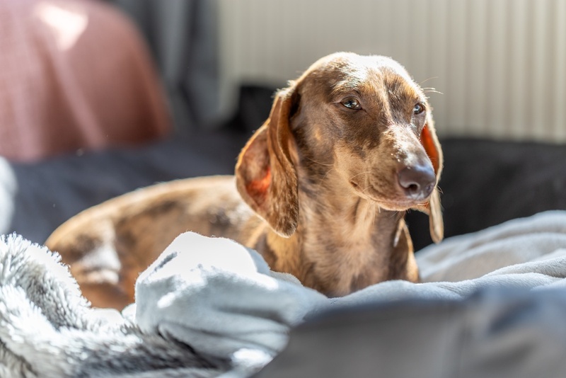 Важно знать, сколько весит такса в норме