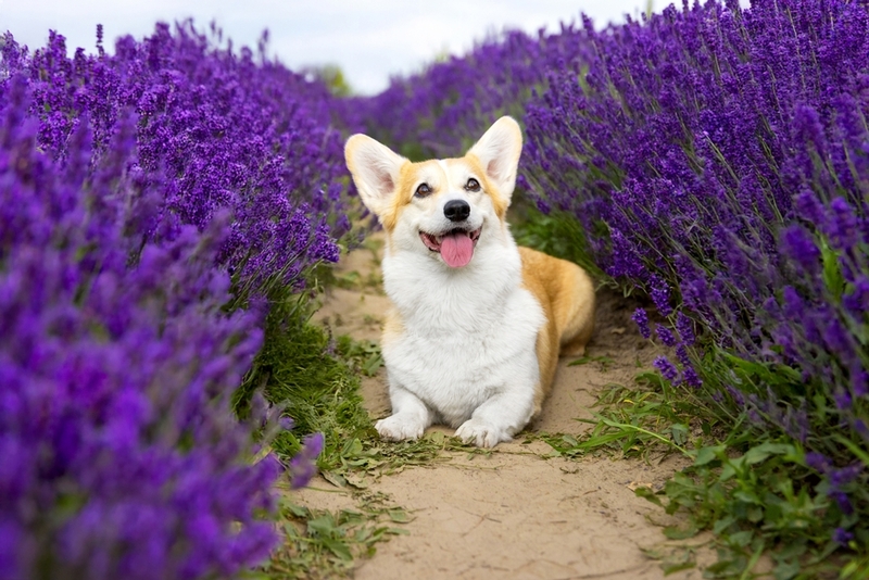 Корги-девочки после 8 лет не участвуют в вязках