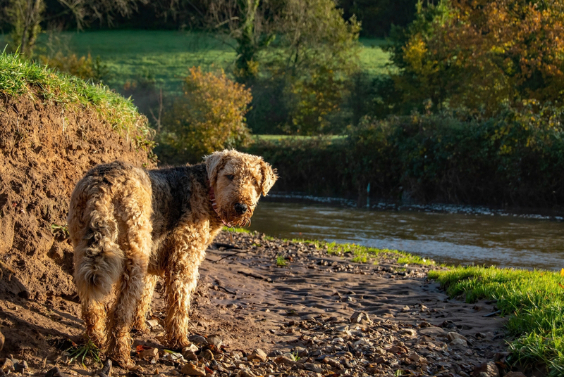 Нелиняющая собака эрдель