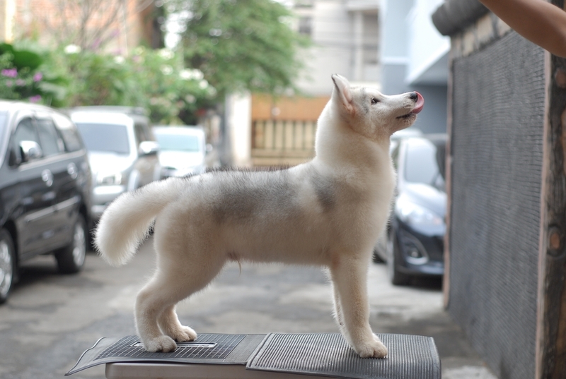 Почти белый сибирский хаски