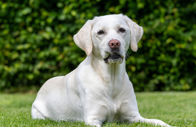Лабрадор-ретривер белого окраса