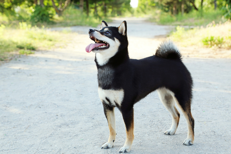 Нужно контролировать, сколько весит сиба-ину