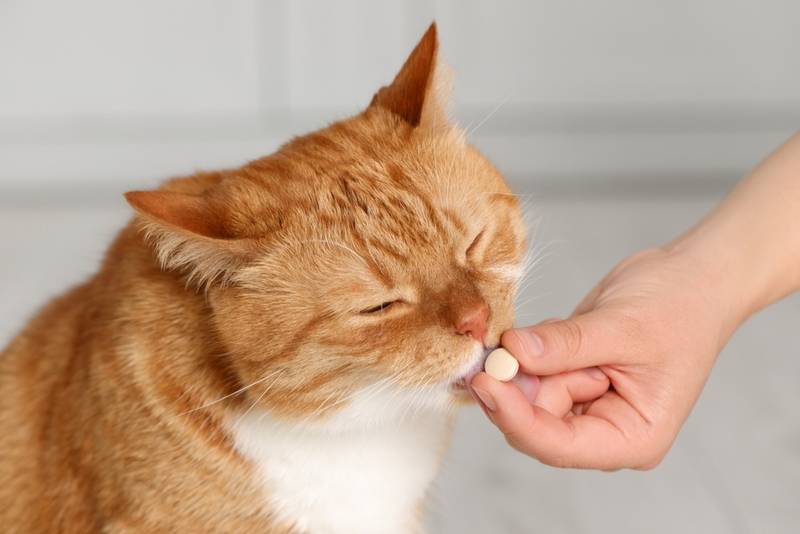 Для лечения дирофиляриоза кошке назначат таблетки