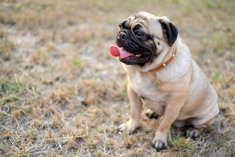 Мопсам во время вязки  может быть необходима помощь